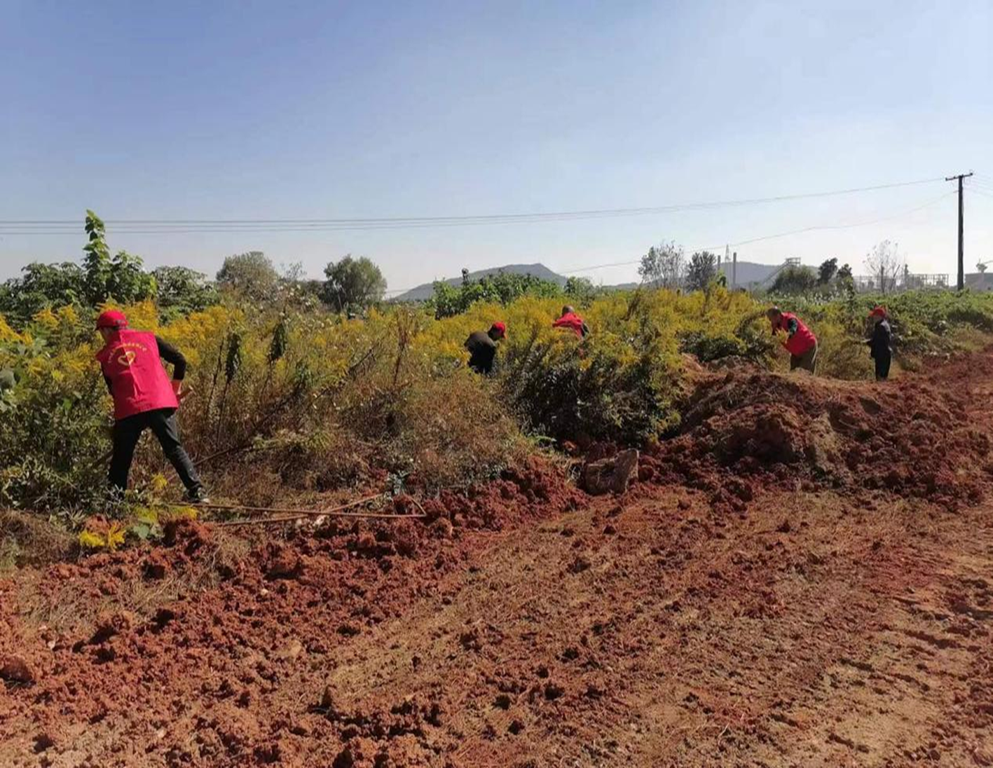 “三举措”开展“加拿大一枝黄花” 防除工作